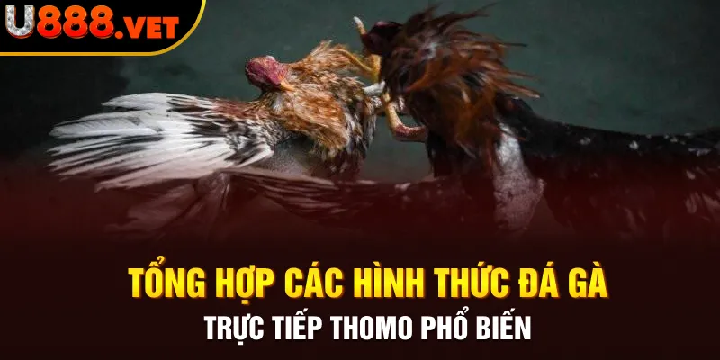 Tổng hợp các hình thức đá gà trực tiếp Thomo phổ biến 